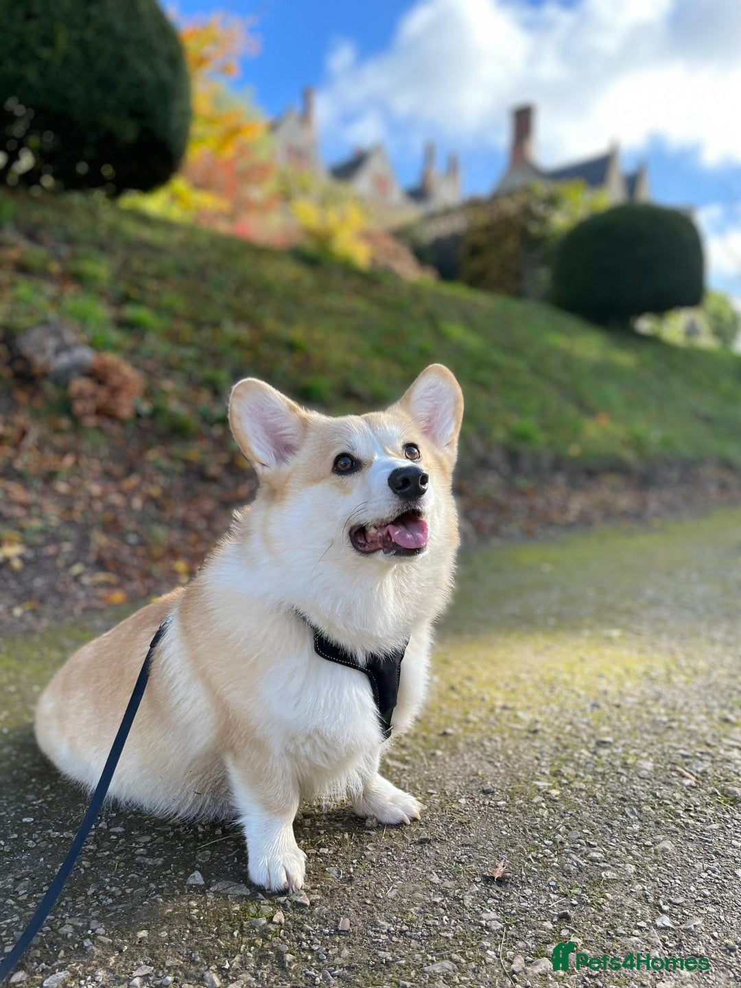 Welsh Corgi Pembroke dogs for sale: Champion bloodlines on both sides, great with kids - Advert 16