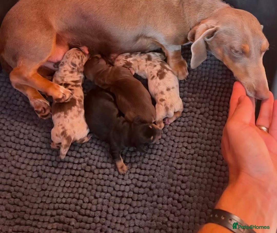 Miniature Dachshund dogs for sale: MINIATURE DACHSHUND PUPPIES FOR SALE - Image 2