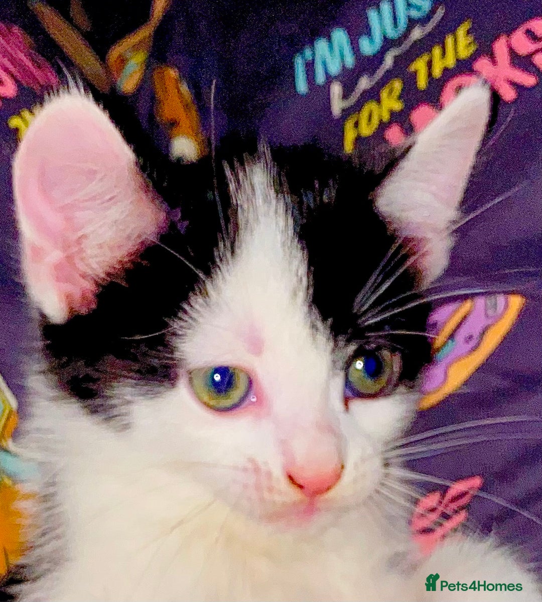 British Shorthair cats for sale: AVAILABLE 2 Beautifulbou kittens identical twins  - Image 26