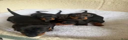 Dachshund dogs for sale: Miniature Dascshund smooth hair puppy’s  in Ilminster - Advert 12