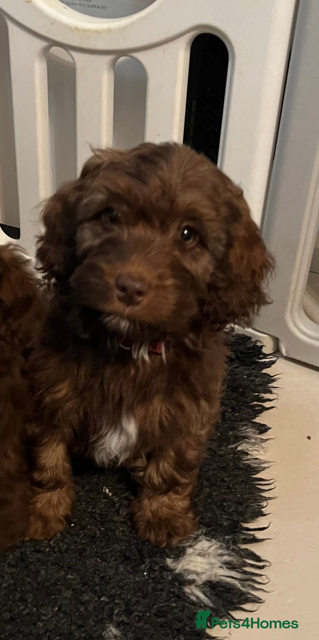 Cockapoo dogs for sale: 🩷🩷READY TO LEAVE🩷GORGEOUS🌟F1 Cockapoo pups  - Advert 3