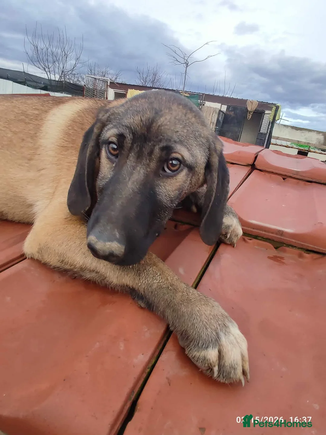 Mixed Breed dogs for adoption: Dexter 5 months Macedonian rescue  - Advert 4