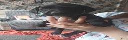Mixed Breed dogs for sale: Mixed labrador puppies  - Advert 14