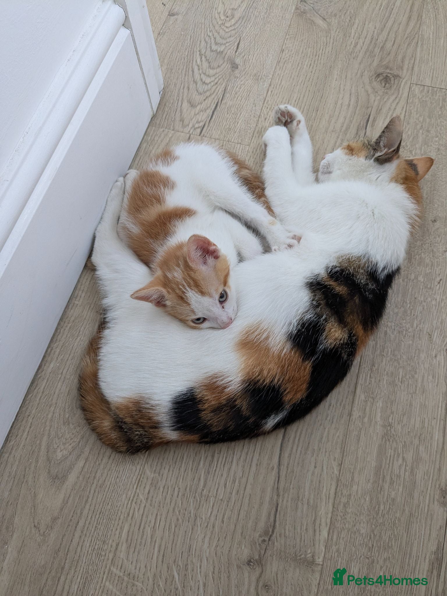 Mixed Breed cats Last two kittens - Advert 2
