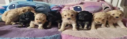 Cavapoo dogs for sale: Beautiful Champagne and Black Tan Cavapoo Pups in Preston - Advert 5