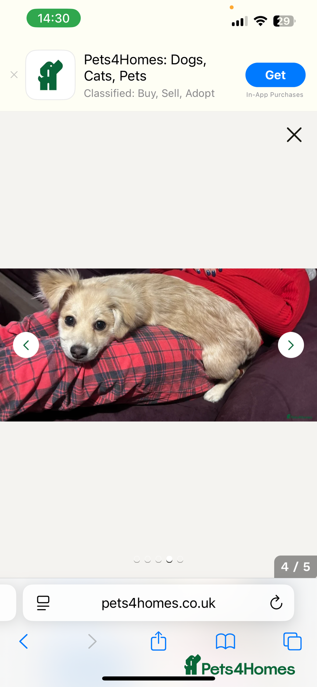 Miniature Dachshund dogs for sale: Dapple mini dachshund & long haired daxi cross - Advert 17