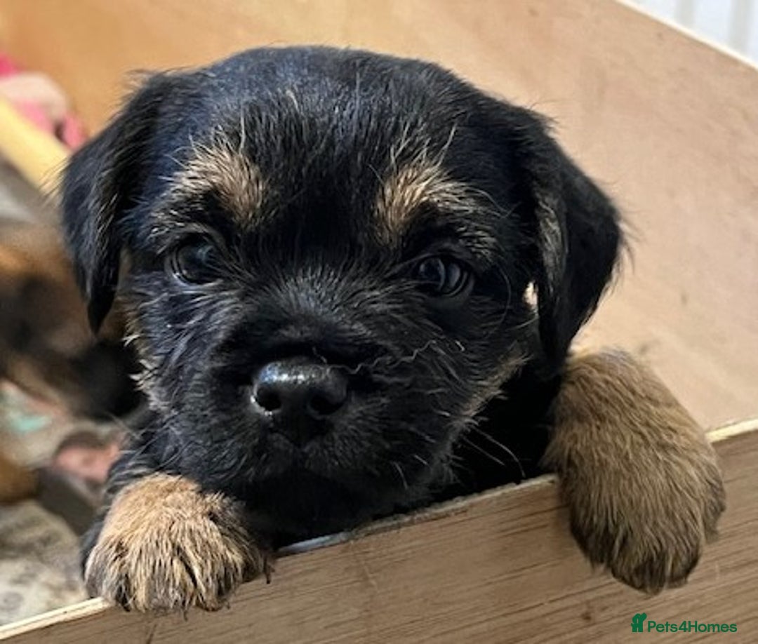 Border Terrier dogs for sale: 2 Beautiful Border Terrier Bitches - NOW RESERVED - Advert 7