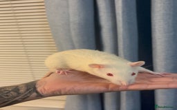 Rat rodents for sale: 3 male rats for free  - Image 2