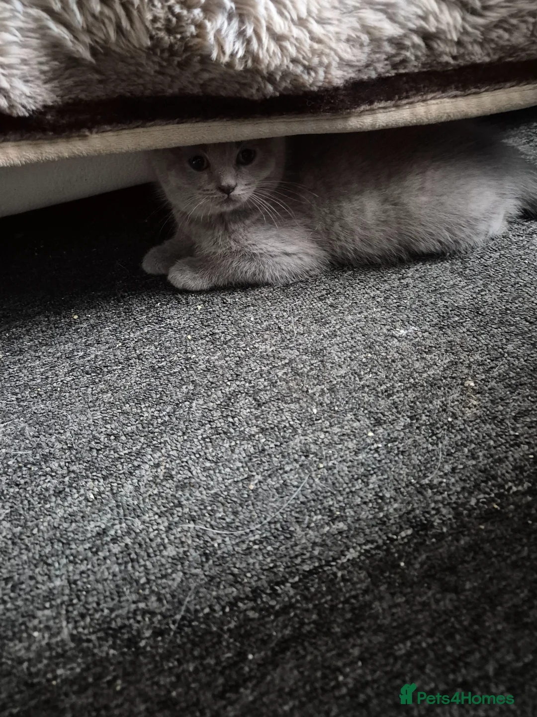 Mixed Breed cats for sale: British Shorthair X Ragdoll kittens  in Altrincham - Advert 2
