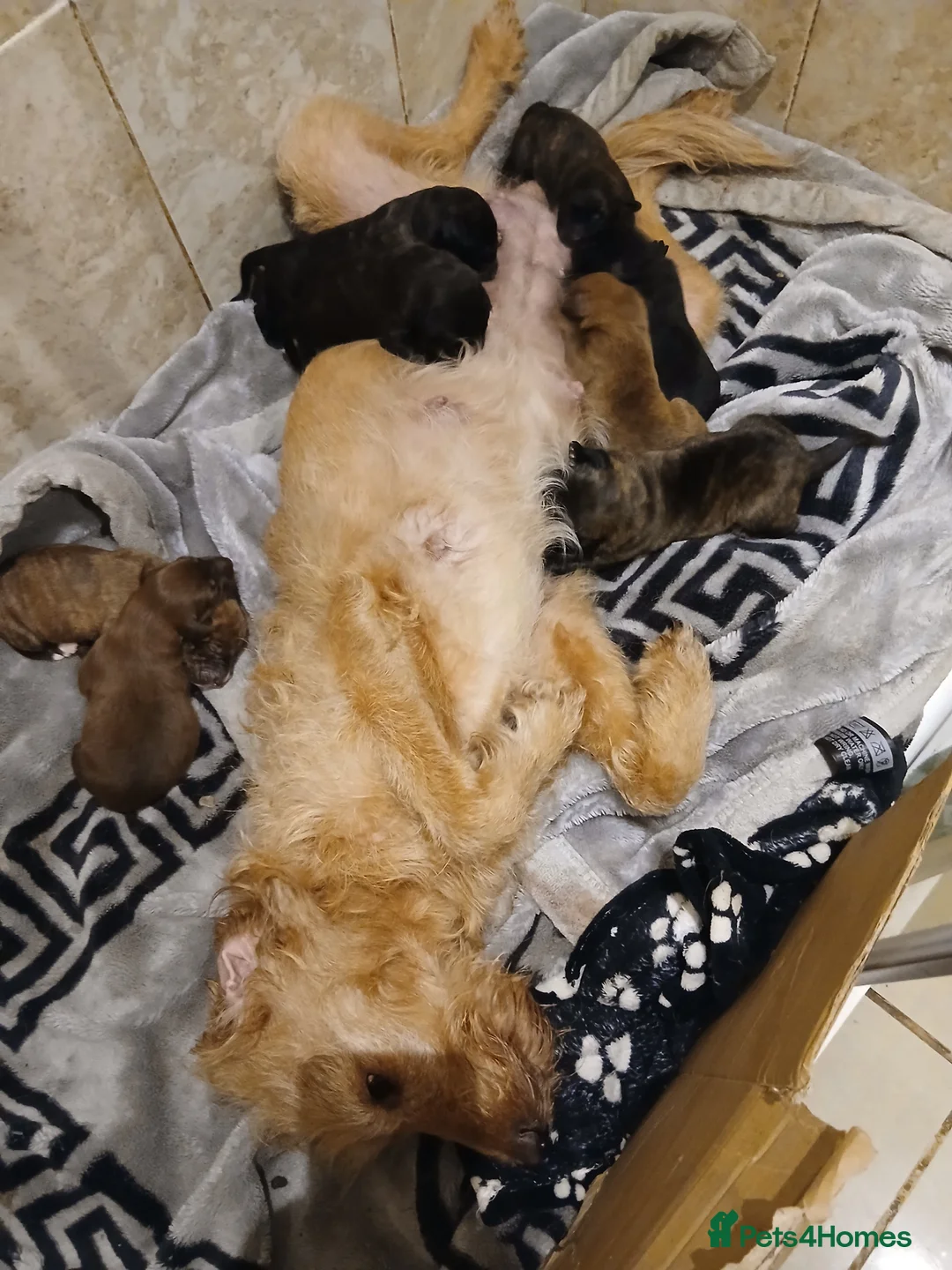 Mixed Breed dogs for sale: Puppy  in Banwell - Advert 19