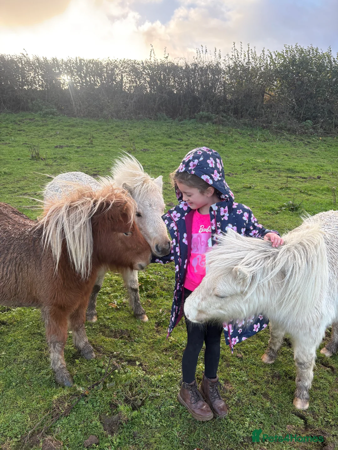 Miniature horses for sale: 2 Pali & white mini Shetlands  - Advert 6