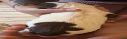 Sprocker dogs for sale: STUNNING SPROCKER PUPS - Advert 19