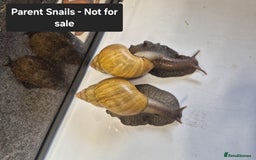 Snails invertebrates for sale: Giant Land Snail Babies - Image 17