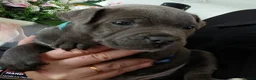 Staffordshire Bull Terrier dogs for sale: Blue Staffordshire bull terriers  - Advert 4