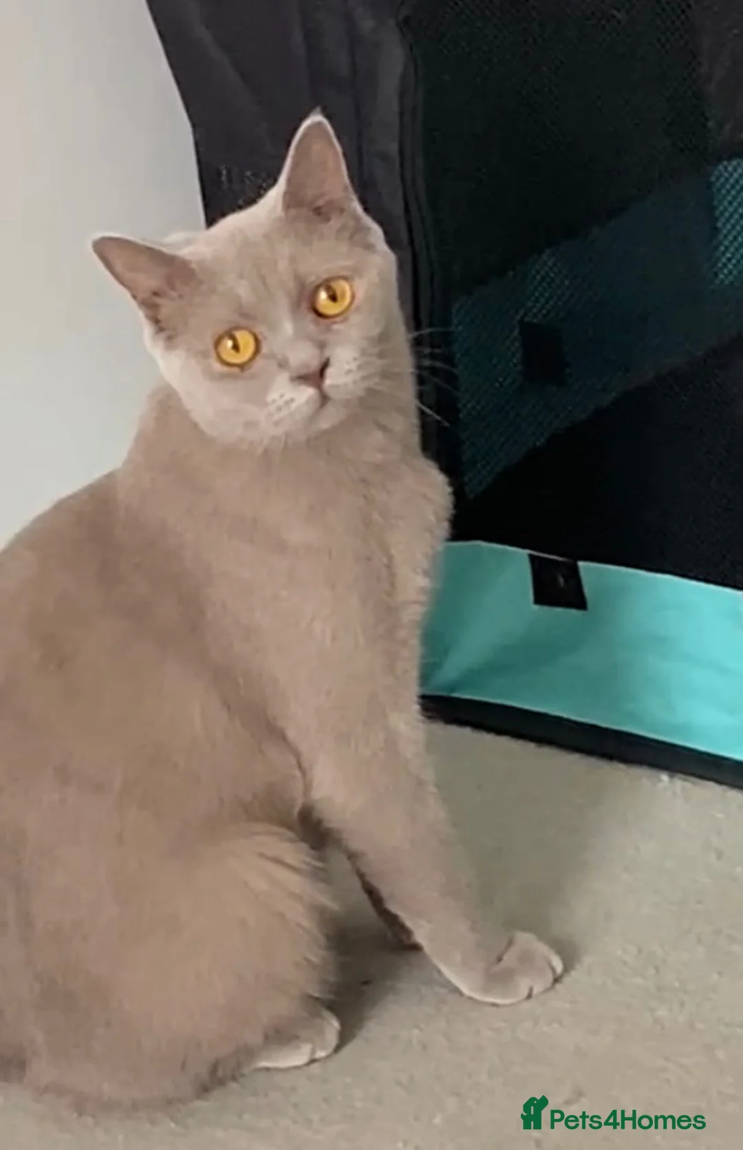 British Shorthair cats for sale: Four adorable British shorthair kittens  in London - Advert 1