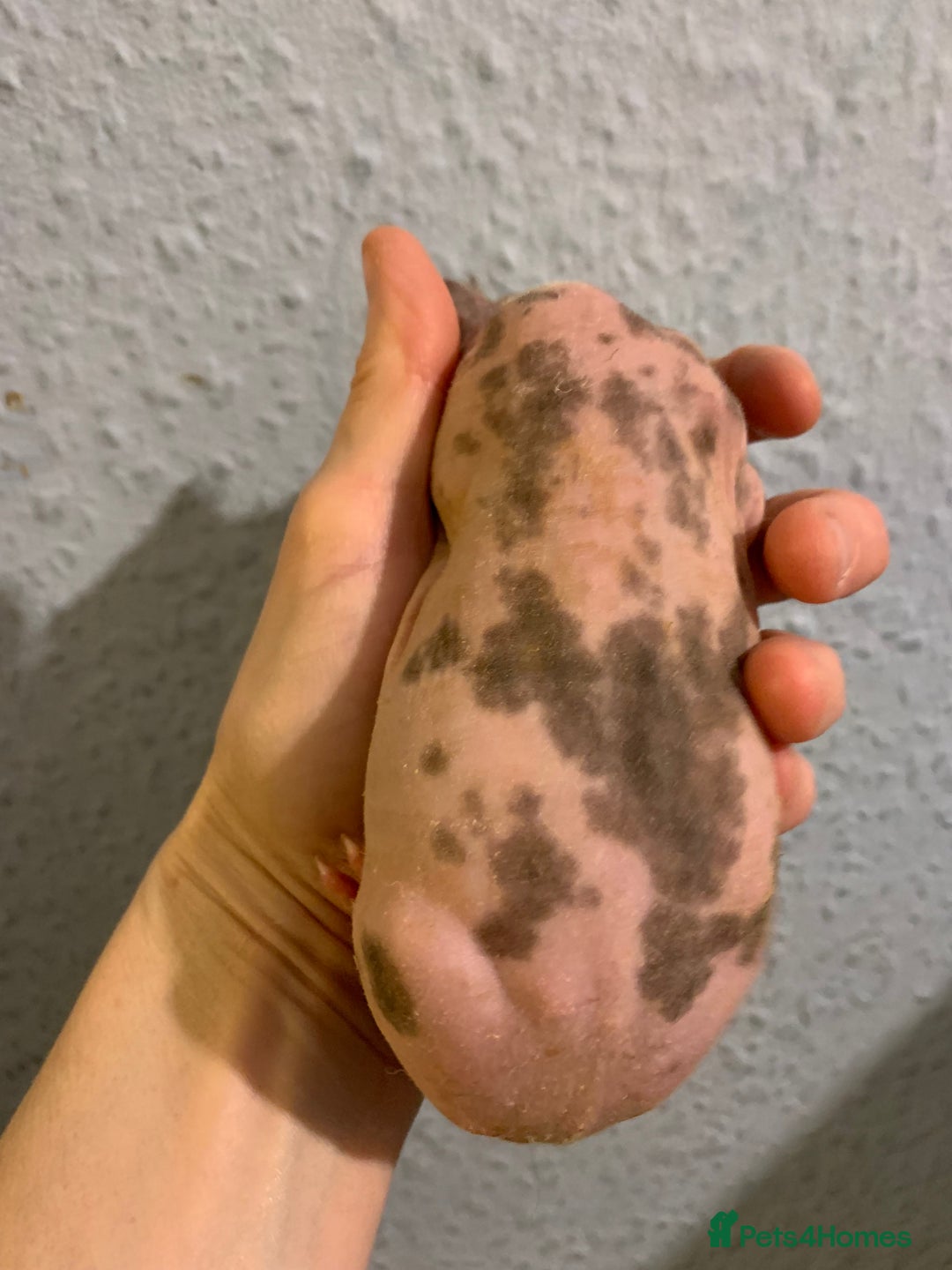 Guinea Pig rodents for sale: Skinny pigs and Skinny Pig Carriers - Advert 27