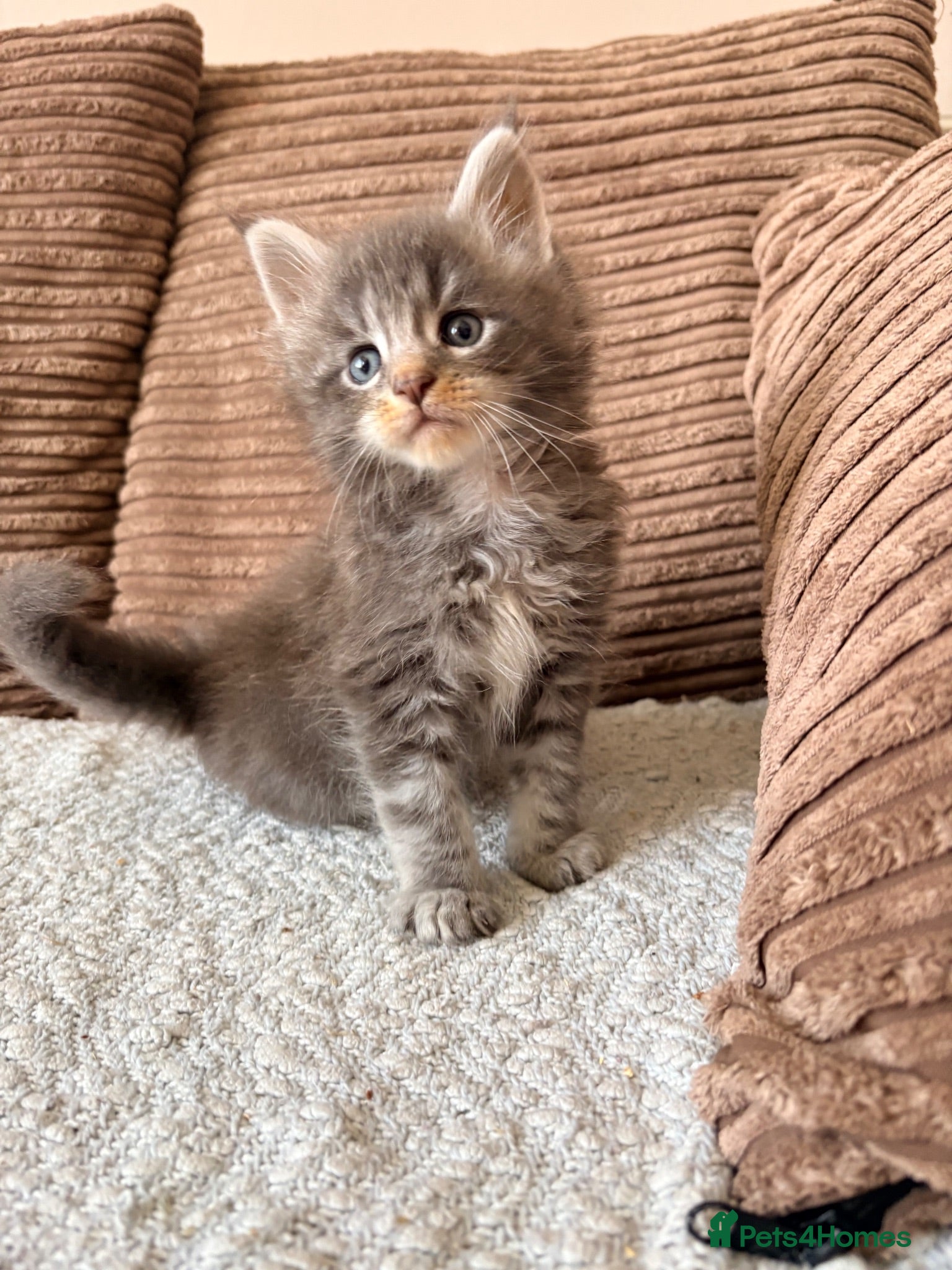 Maine Coon cats Tica registered mainecoon kittens ready to view - Advert 2