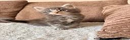 Maine Coon cats for sale: Tica registered mainecoon kittens ready to view - Advert 8