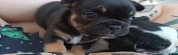 French Bulldog dogs for sale: Beautiful French pups  - Advert 2
