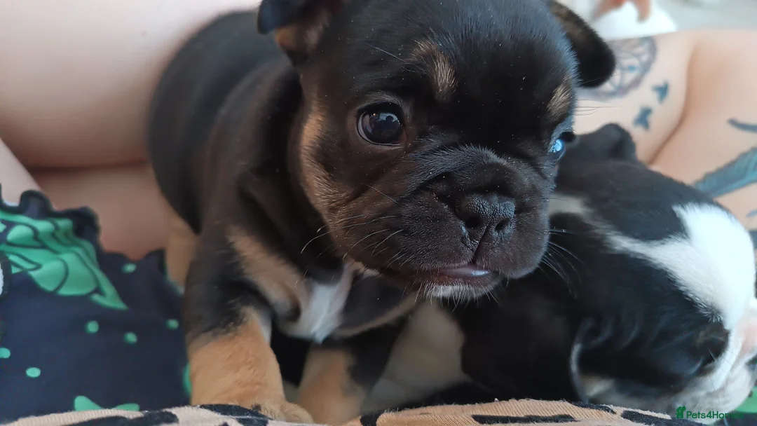 French Bulldog dogs for sale: Beautiful French pups  - Advert 2