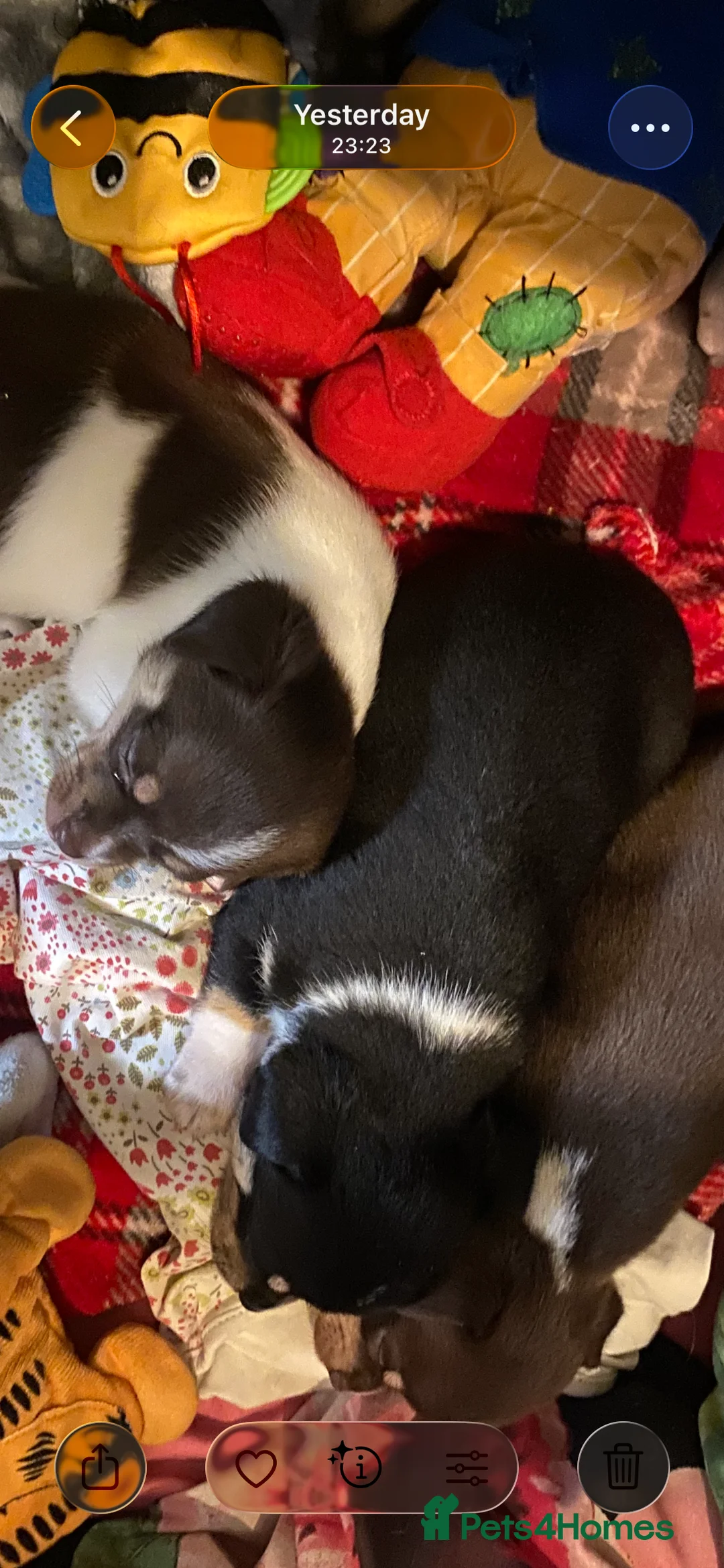 Chihuahua dogs for sale: Reduced last 2 boys left ready now - Advert 2