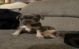 French Bulldog dogs for sale: Frenchie needs a home  - Advert 5