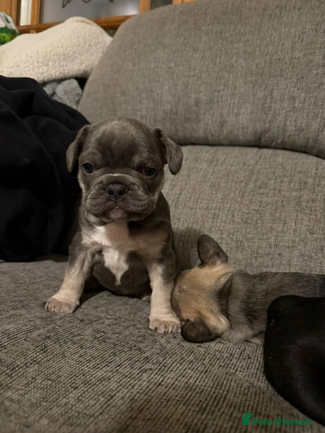 French Bulldog dogs for sale: Frenchie needs a home  - Advert 5