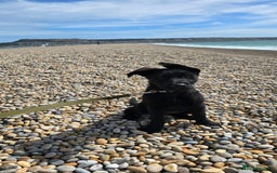 Mixed Breed dogs for sale: Tilly the Sheprador GSD/Lab cross - Image 16