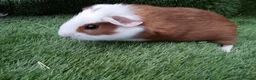 Guinea Pig rodents for sale: Abyssinian boys and pet boys  - Advert 12