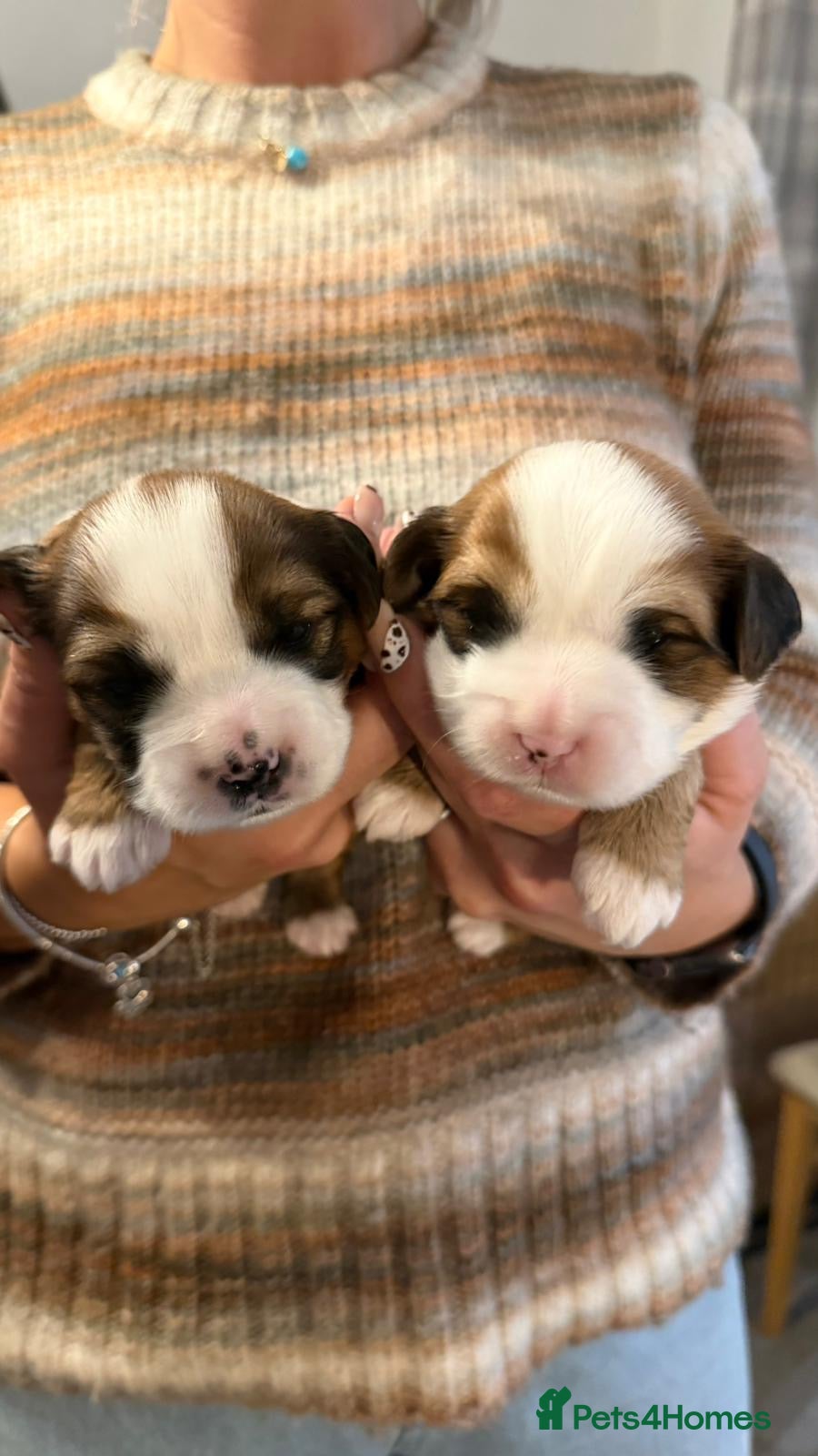 Tibetan Terrier dogs Kennel club registered Tibetan terrier puppies  - Advert 1