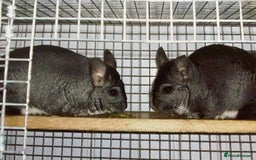 Chinchilla rodents for sale: Rituals Chinchillas proudly offers for sale  - Image 2
