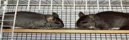 Chinchilla rodents for sale: Rituals Chinchillas proudly offers for sale  - Advert 2