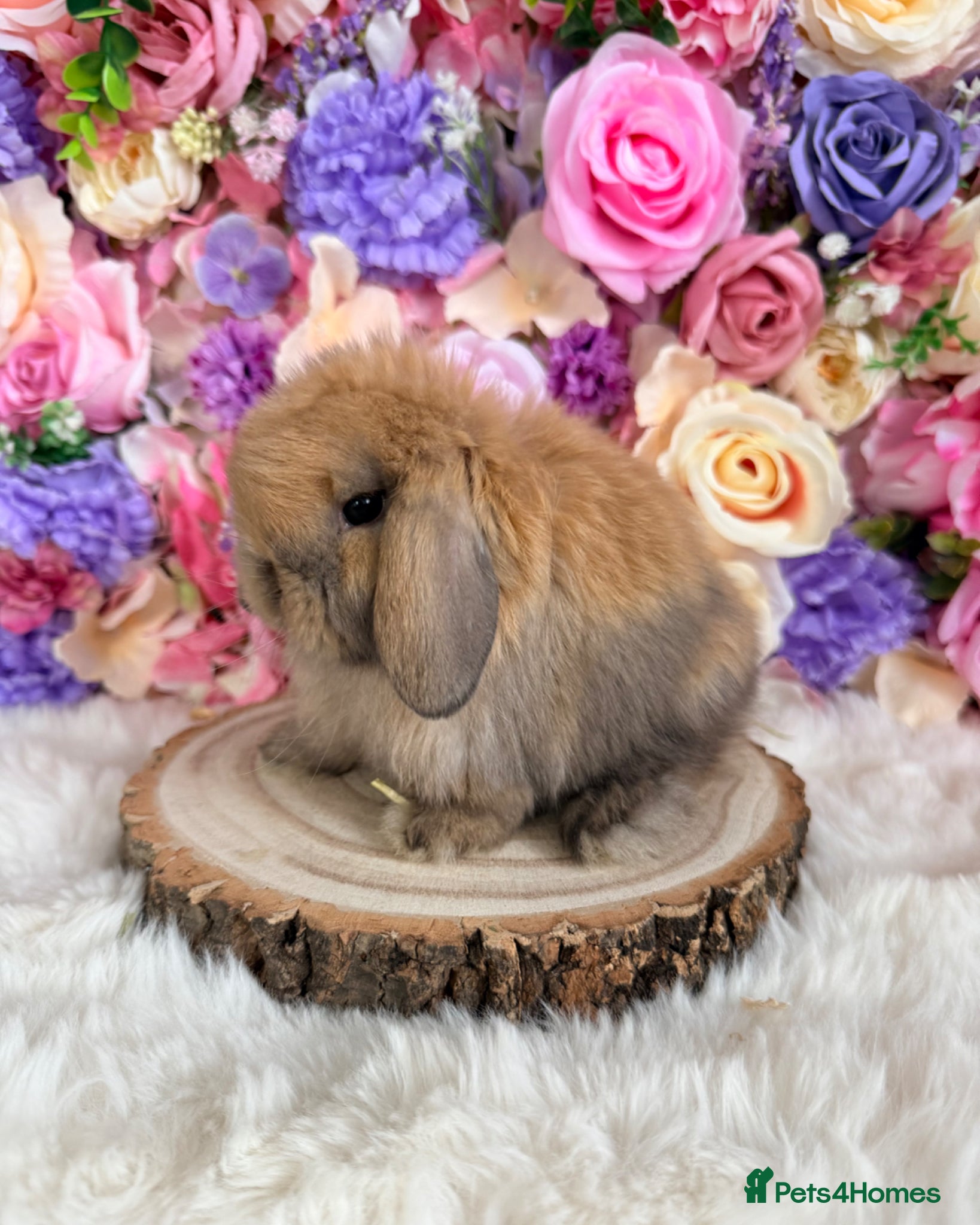 Mini Lop rabbits 🌸 VACCINATED MINI LOPS 🌸 xxx - Advert 9