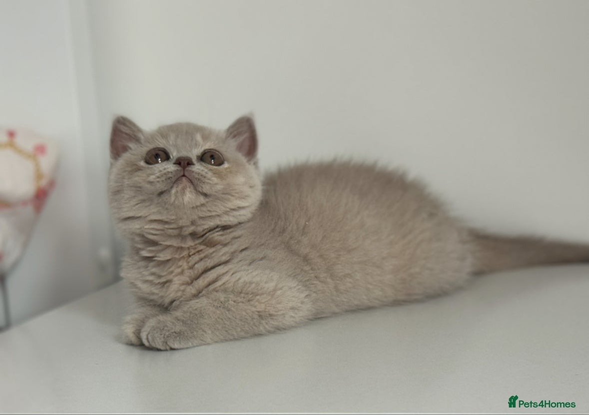 British Shorthair cats for sale: Tica reg Supreme Grand Ch and CH female kittens  - Advert 9