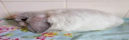 Mini Lop rabbits for sale: Pedigree Mini Lops in Tamworth - Advert 6
