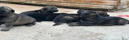 German Shepherd dogs for sale: Elite Czech German Shepherd Puppies Available!!! in Birmingham - Advert 12