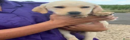 Labrador Retriever dogs for sale: Labrador puppies ready to leave! - Advert 6
