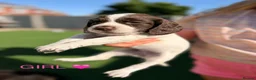 Cocker Spaniel dogs for sale: 7 BEAUTIFUL WORKING SPANIELS 🐶🐾 - Advert 29