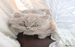 Scottish Fold cats for sale: Scottish fold kittens are looking for family🥰 - Image 9