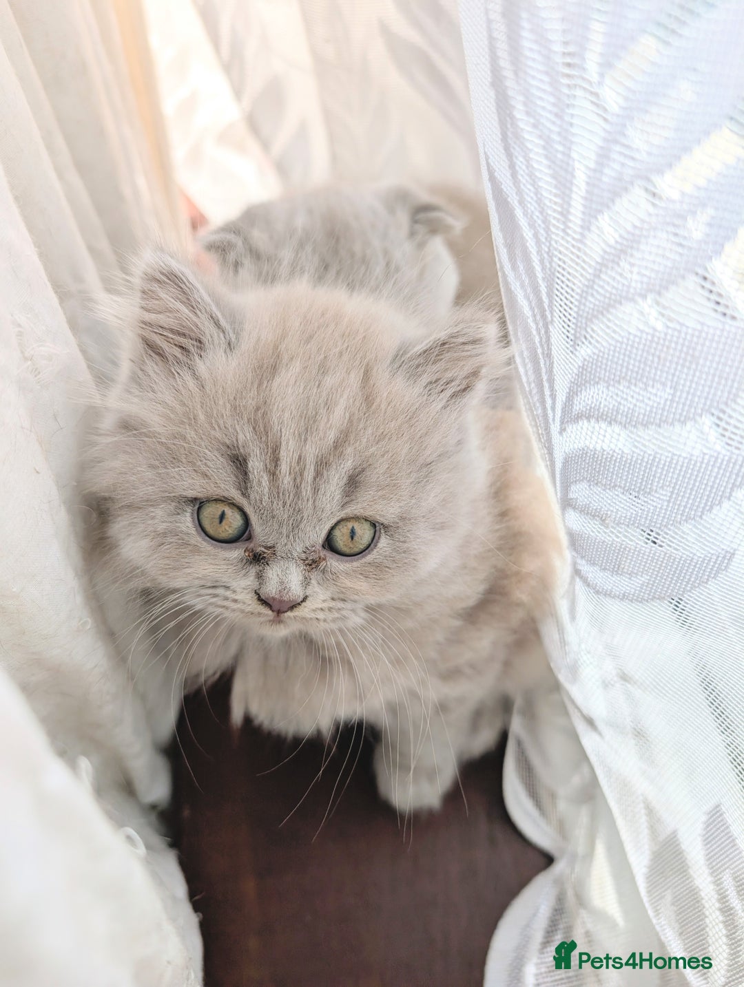 Scottish Fold cats for sale: Scottish fold kittens are looking for family🥰 - Image 9