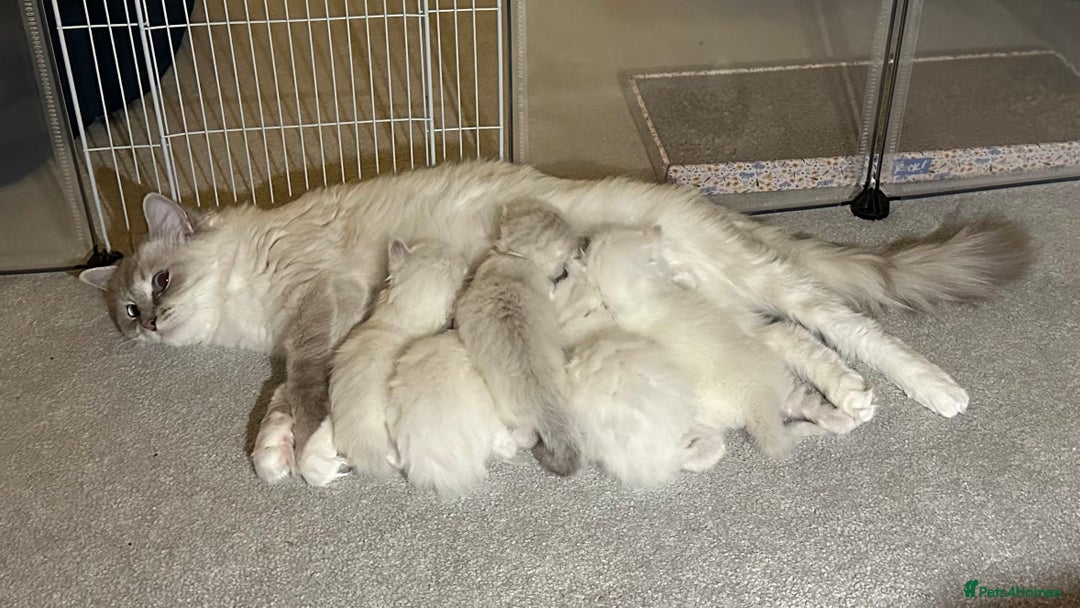 Ragdoll cats for sale: 5 beautiful and healthy Ragdoll kittens - Image 1