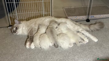 Ragdoll cats - Advert 3