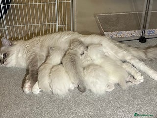 Ragdoll cats - Advert 8