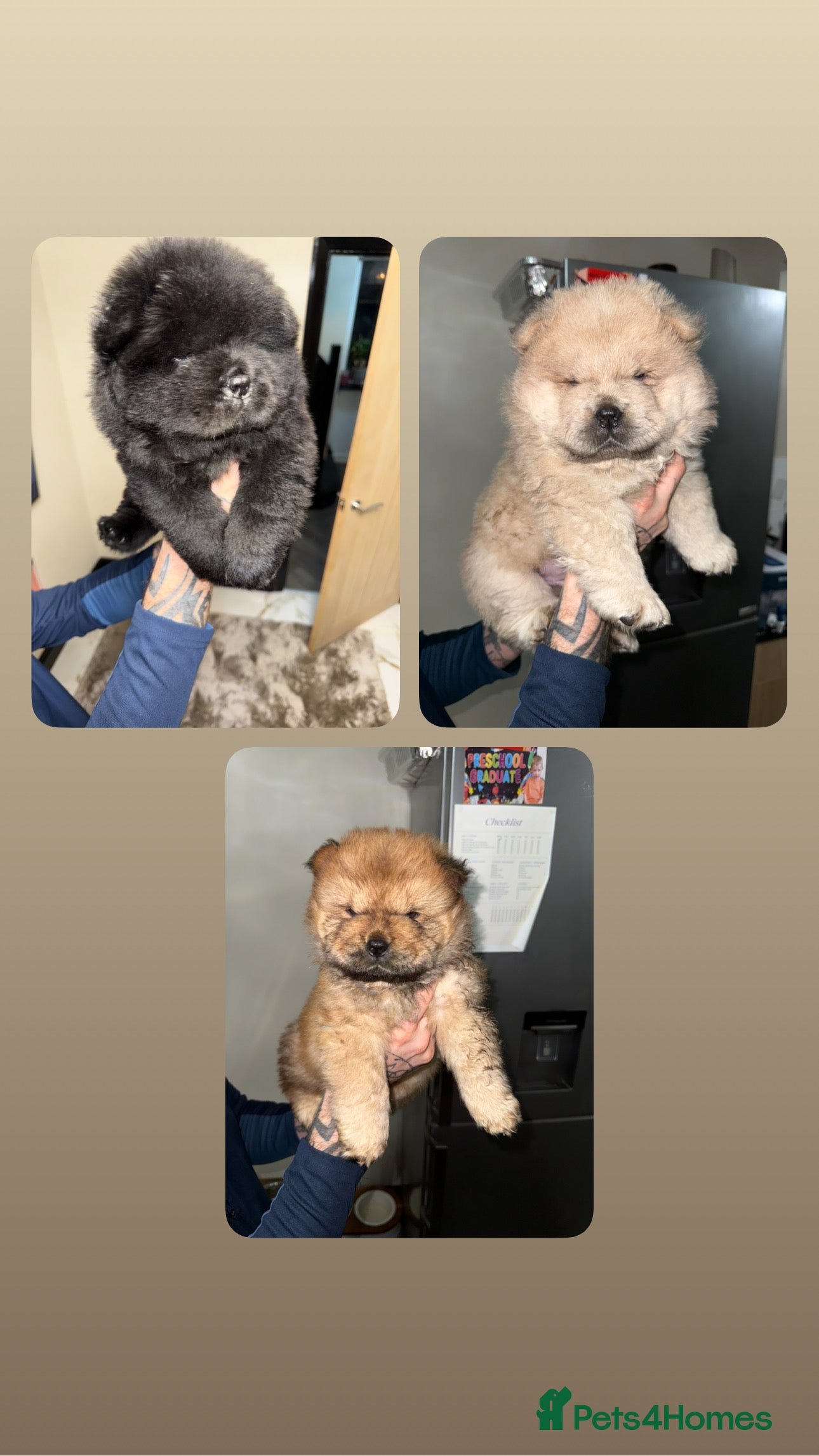 Chow Chow dogs 🍬Beautiful chow litter kc registered 🍬 Reduced  - Advert 6
