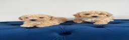 Bichon Frise dogs for stud:  KC REG BICHON FRISE STUD  - Advert 4