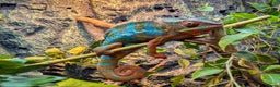 Chameleon reptiles for sale: Panther Chameleon and full set up - Advert 1
