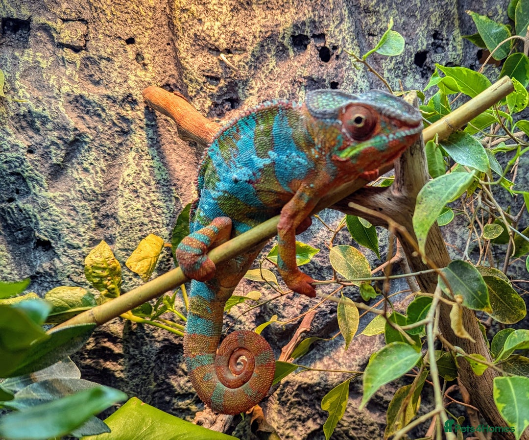 Chameleon reptiles for sale: Panther Chameleon and full set up - Advert 1