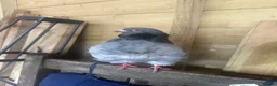 Pigeons birds for sale: Show quality Chinese owls Fancy pigeons  - Advert 4