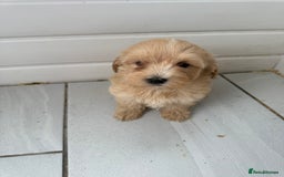 Maltipoo dogs for sale: Quality Korean maltipoos - Image 27