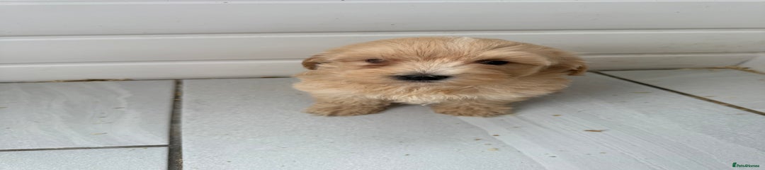 Maltipoo Puppy 4